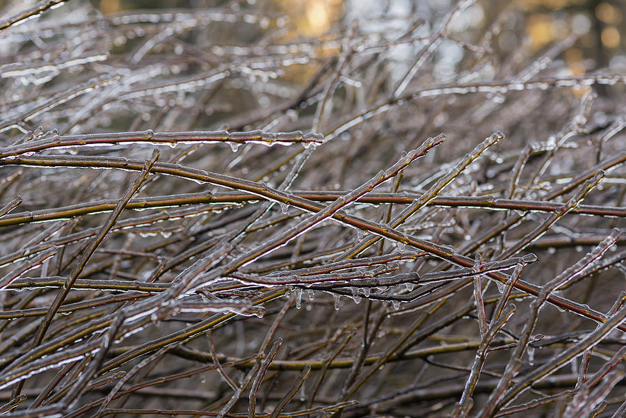 Ice on Willow Branches Photograph by Robert Potts