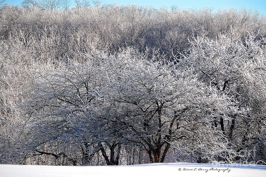 Ice Orchard Photograph by Diane E Berry