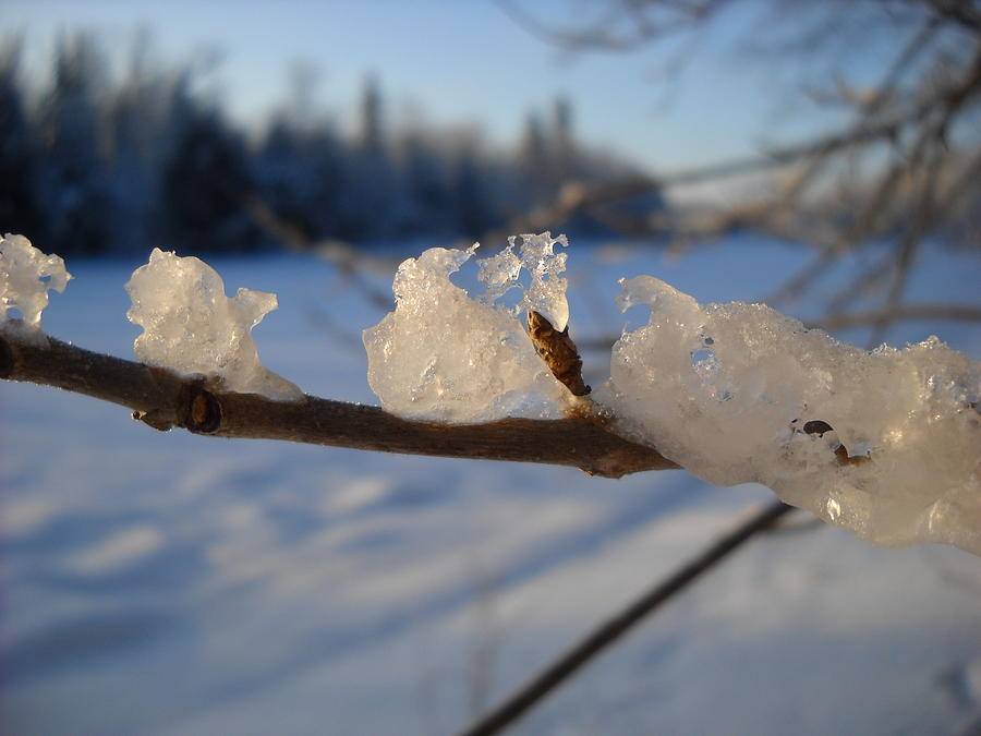 Ice Perched on a Branch Photograph by Kent Lorentzen