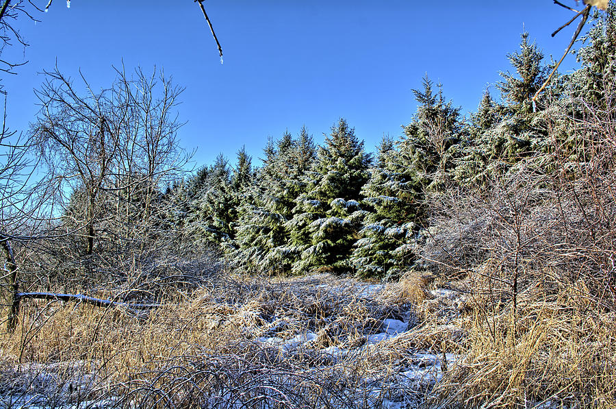 Ice Pines Photograph by Bonfire Photography Pixels