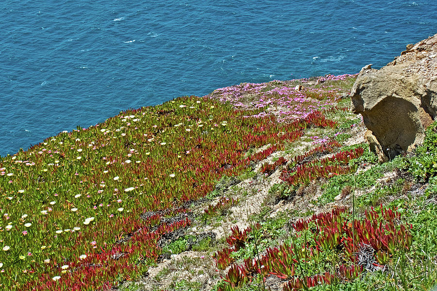 Ice Plant and Sea Figs on the Rocks near Lighthouse in Point Reyes National Seashore, California Photograph by Ruth Hager