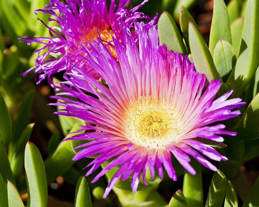 Ice Plant Blossom Photograph by Kelley King
