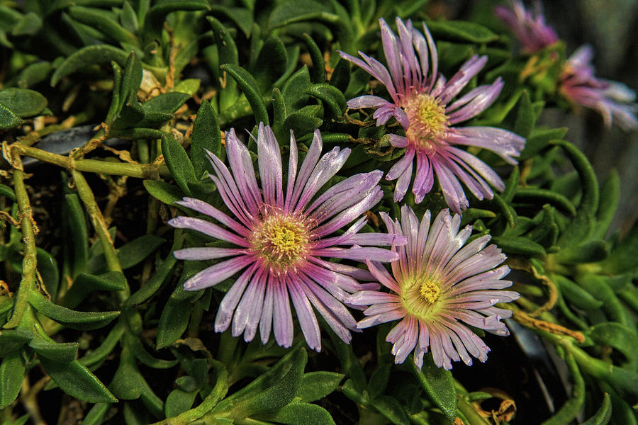Ice Plant Blossoms Photograph by Alana Thrower