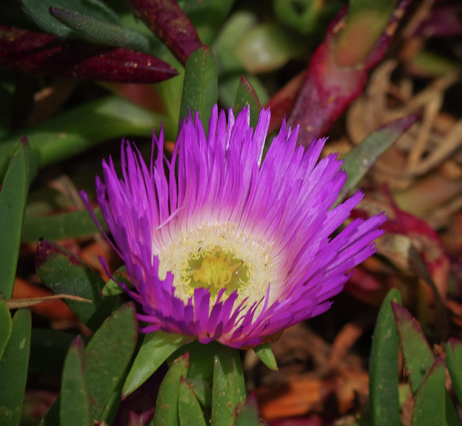 Ice Plant Flower Photograph by Adria Trail