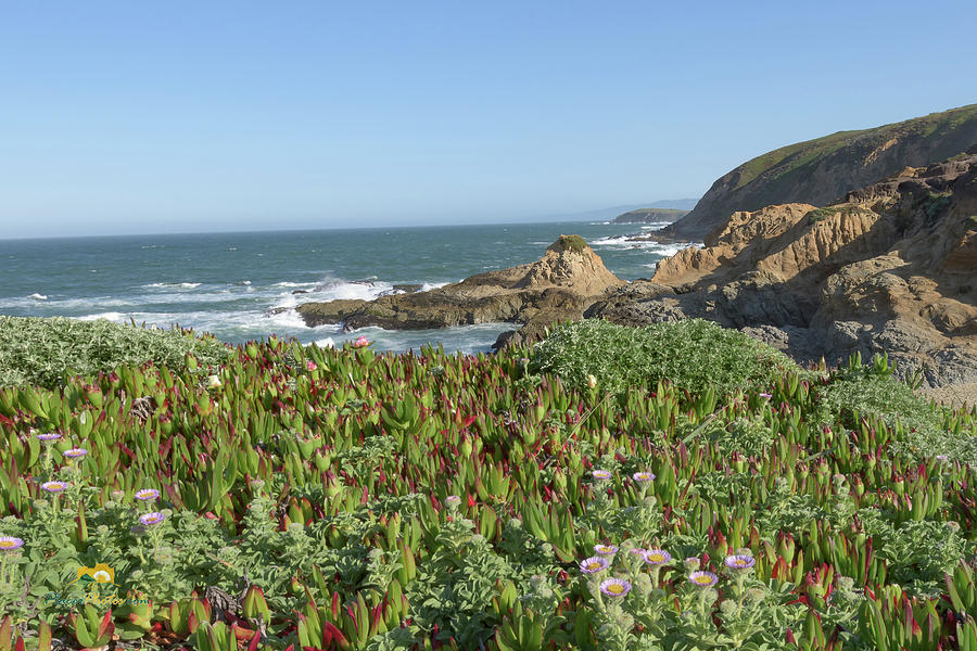 Ice Plant Flowers and Ocean Photograph by Jim Thompson