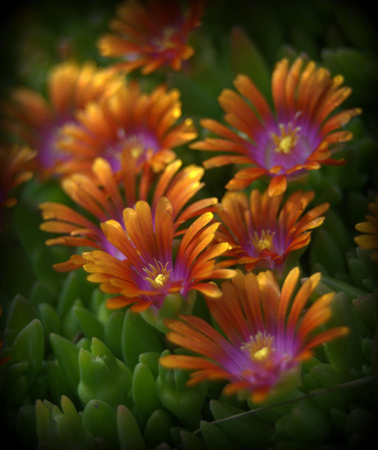 Ice Plant Flowers Photograph by Nathan Abbott