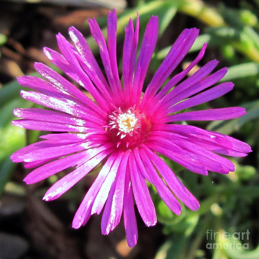 Flowers Still Life Photograph - Ice Plant by Nancy Craig