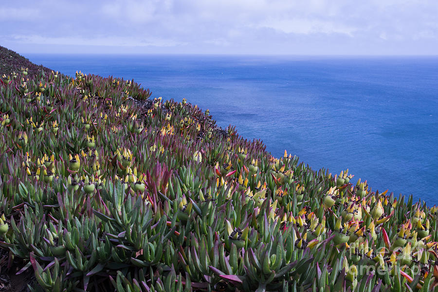 Ice Plant Overlook Photograph by Suzanne Luft