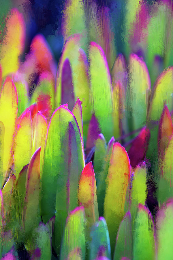 Ice Plant Rainbow Digital Art by Terry Davis