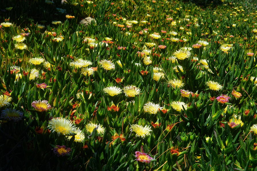 Ice Plants In Bloom Photograph by Glenn McCarthy Art and Photography