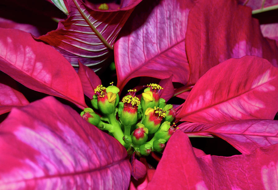 Ice Punch Poinsettia Centerpiece  001 Photograph by George Bostian