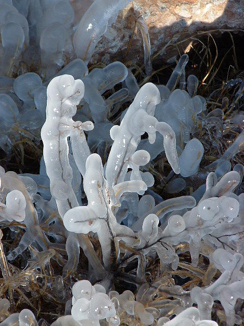 Ice Puppets I Photograph by Annekathrin Hansen