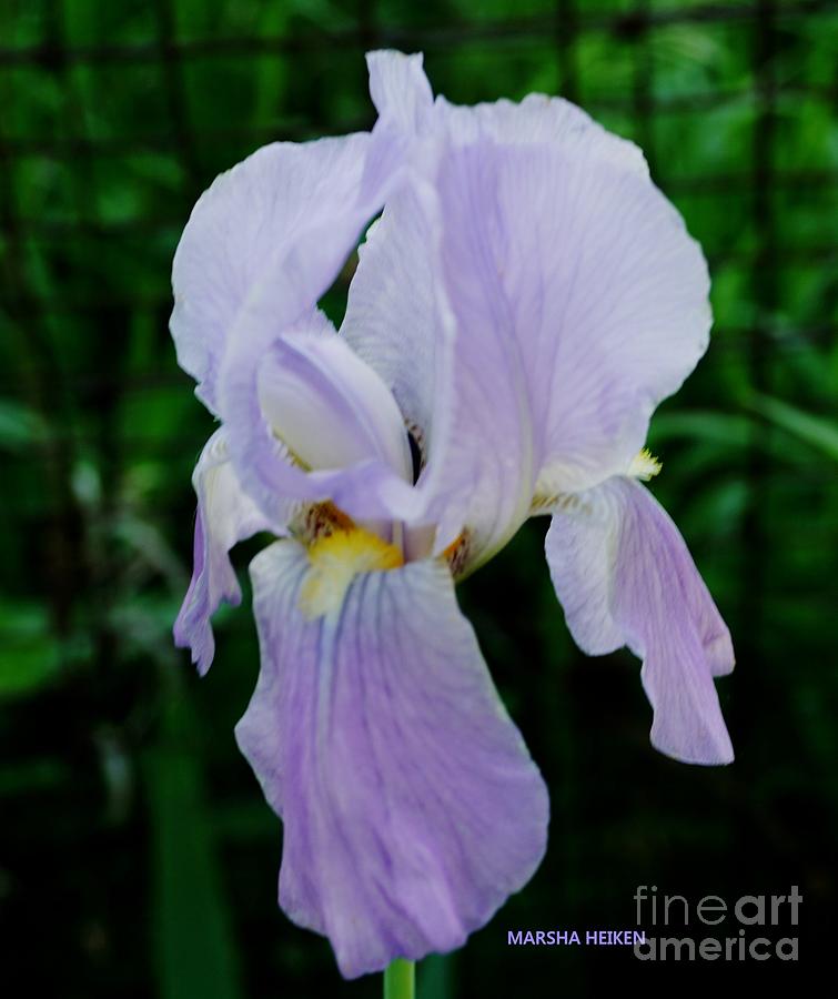 Ice Purple Iris Photograph by Marsha Heiken