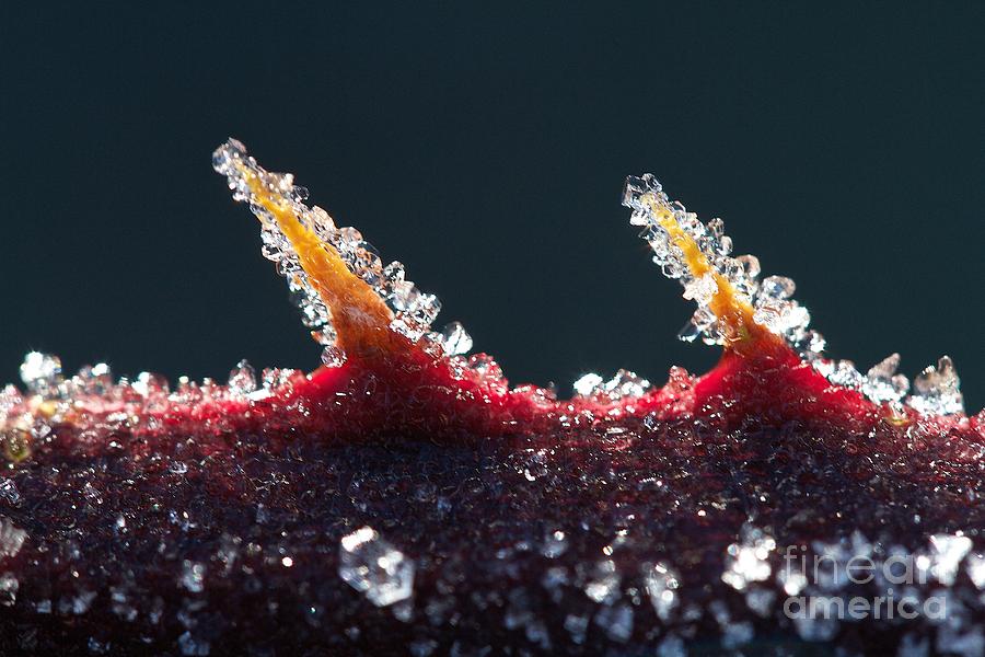 Nature Photograph - Ice sharp by Gary Bridger