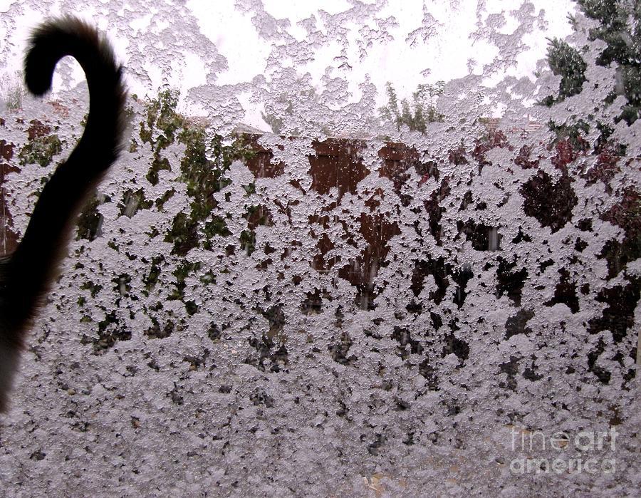 Ice Snow and a Cats tail Photograph by Phyllis Kaltenbach