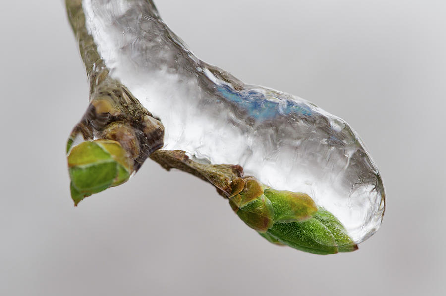 Ice Storm buds Photograph by Jakub Sisak