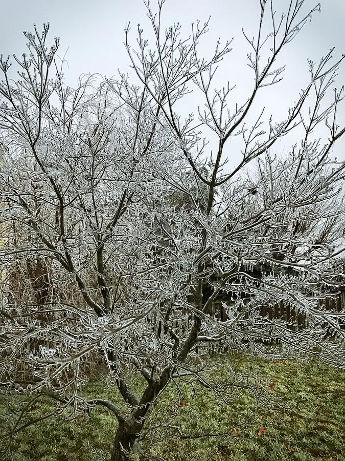 Ice Storm Photograph by Chris Montcalmo