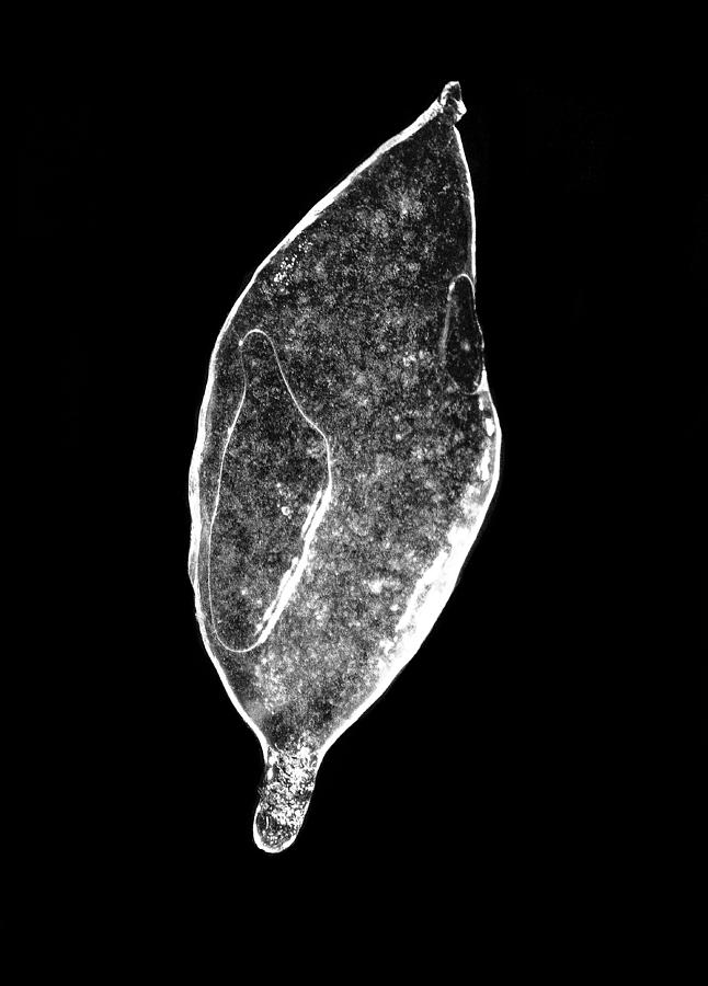 Ice Storm Leaf Photograph by Ben Shields