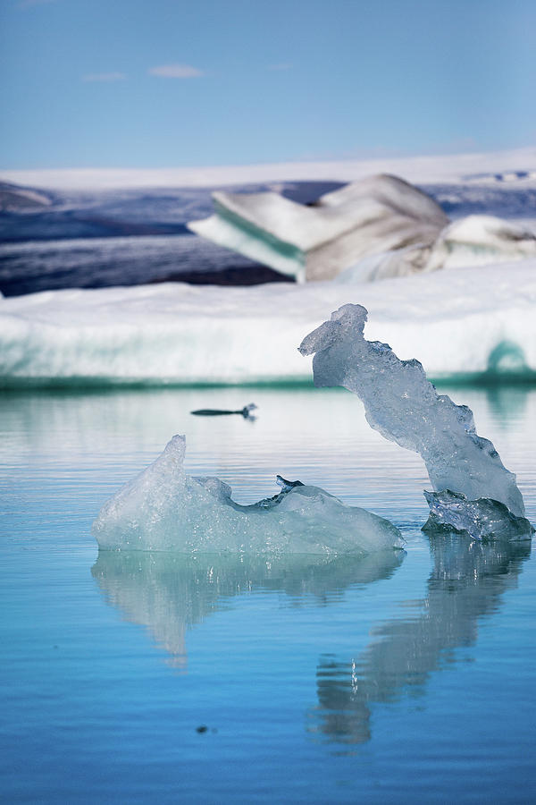 Ice Swan Photograph by Francesco Riccardo Iacomino