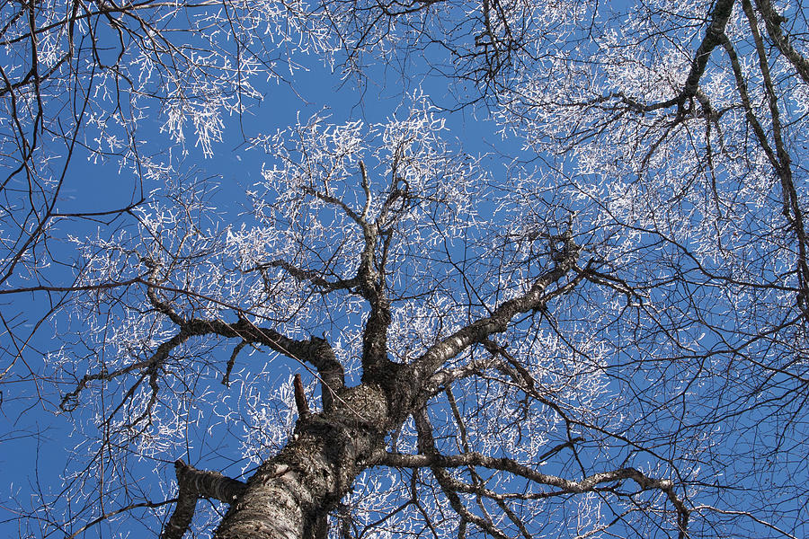 Ice Tree Blue Sky Photograph by Paul Rebmann