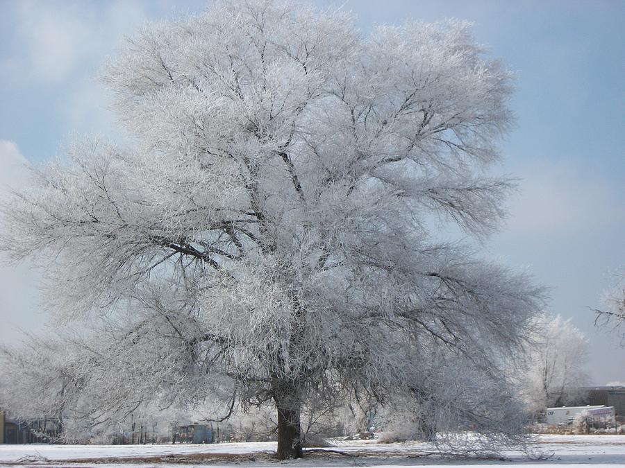 Ice Tree Photograph by Cris Riley - Fine Art America