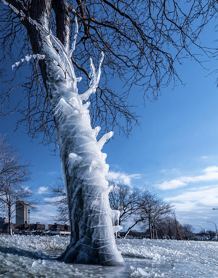 Winter Photograph - Ice Tree by Dave Niedbala