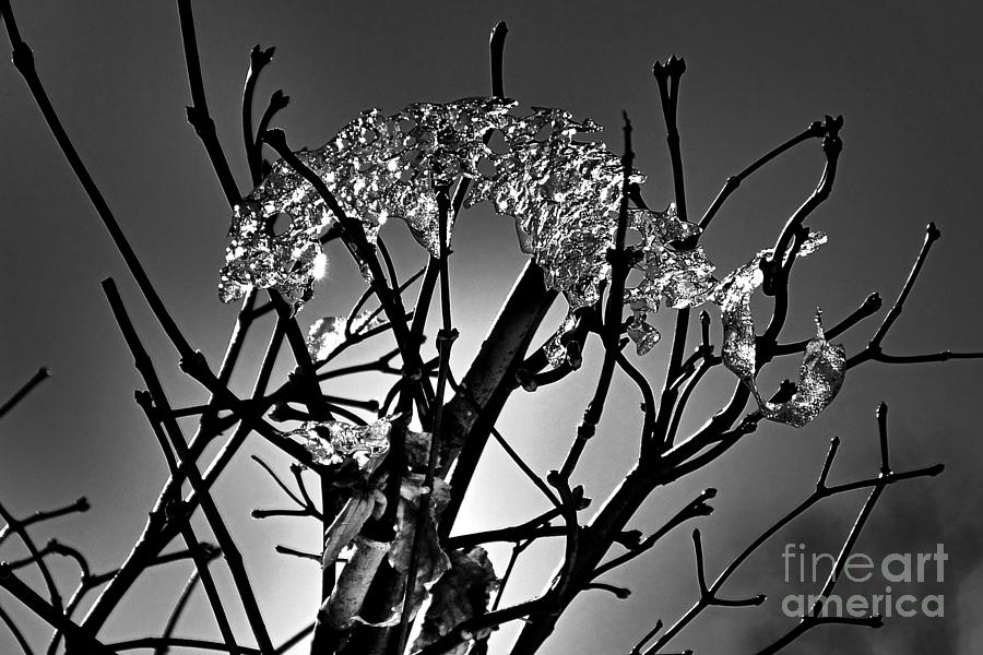 Ice Tree Photograph by Eddy Mann