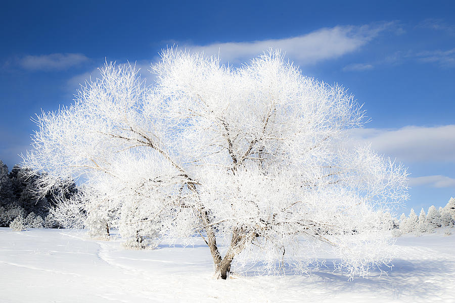 Ice Tree Photograph by Lowell Monke - Fine Art America