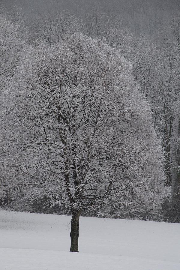 Ice Tree Photograph