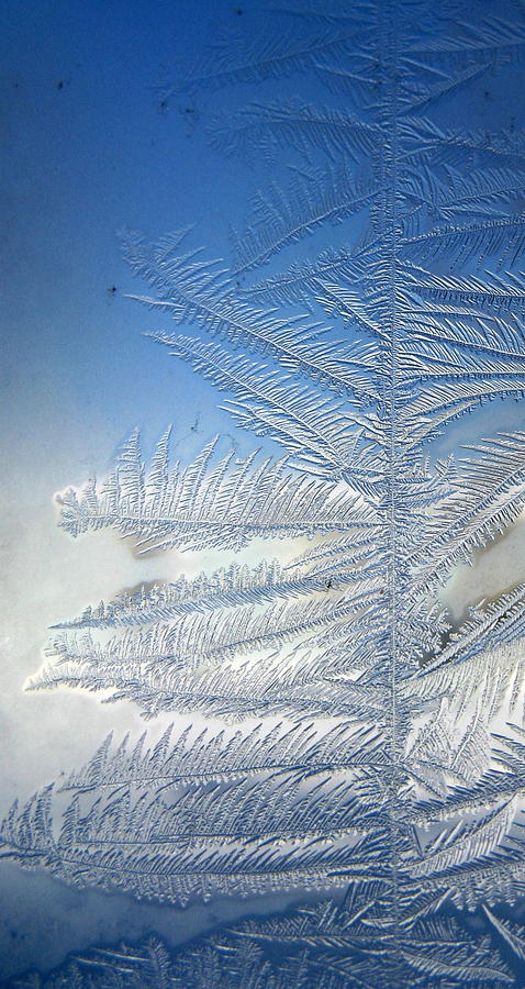 Ice Tree Photograph by Rhonda Barrett