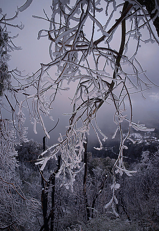 Ice Trees Photograph by Hugh Smith