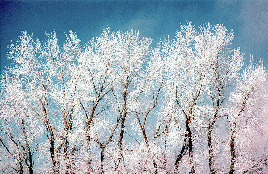 Ice Trees Photograph by William Kimble