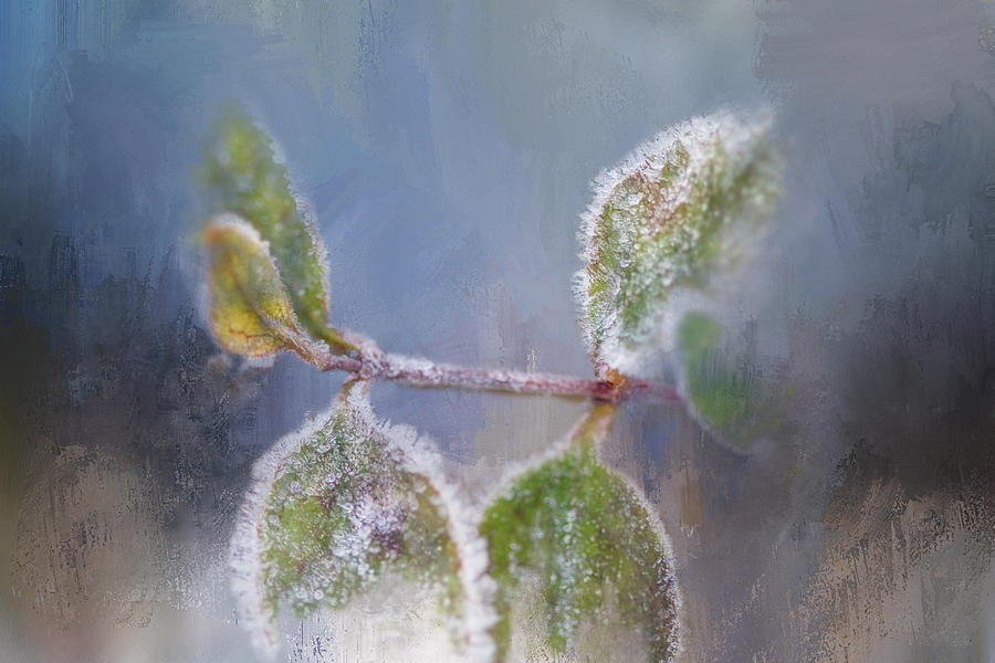 Ice-trimmed leaves Digital Art by Terry Davis