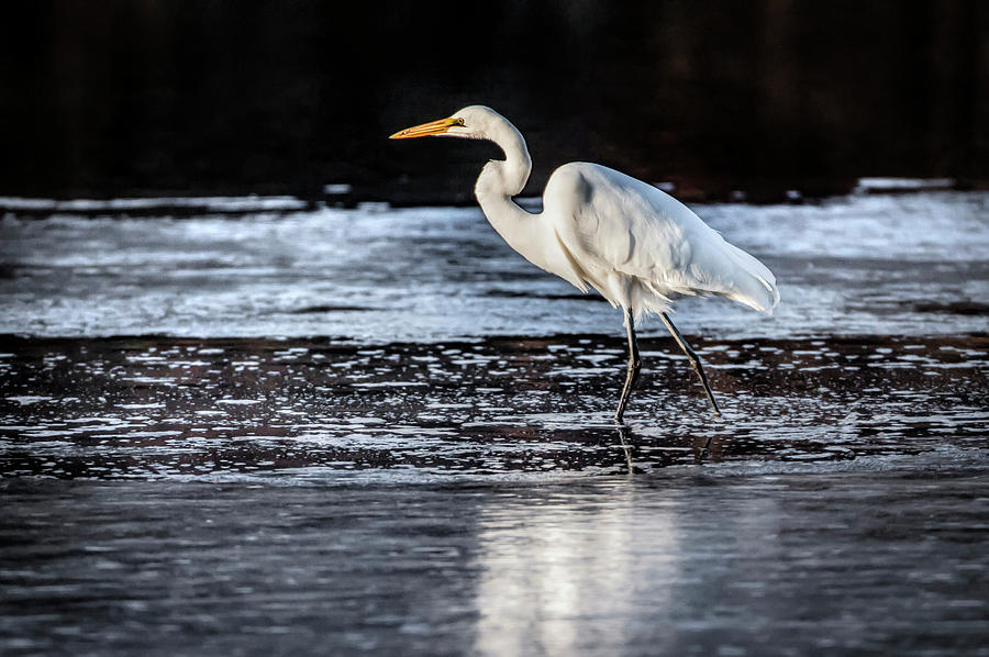 Ice Water Egret Photograph by Ray Congrove