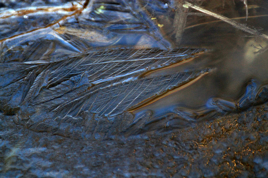 Ice Wings Photograph