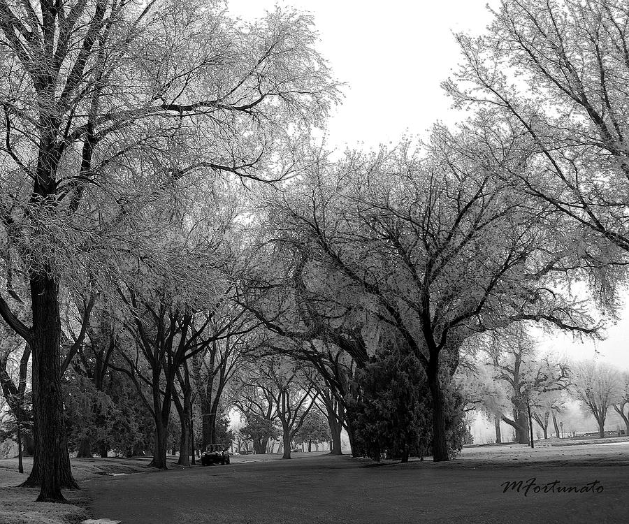 ICE WOODS by Margaret Fortunato ICE WOODS by Margaret Fortunato
