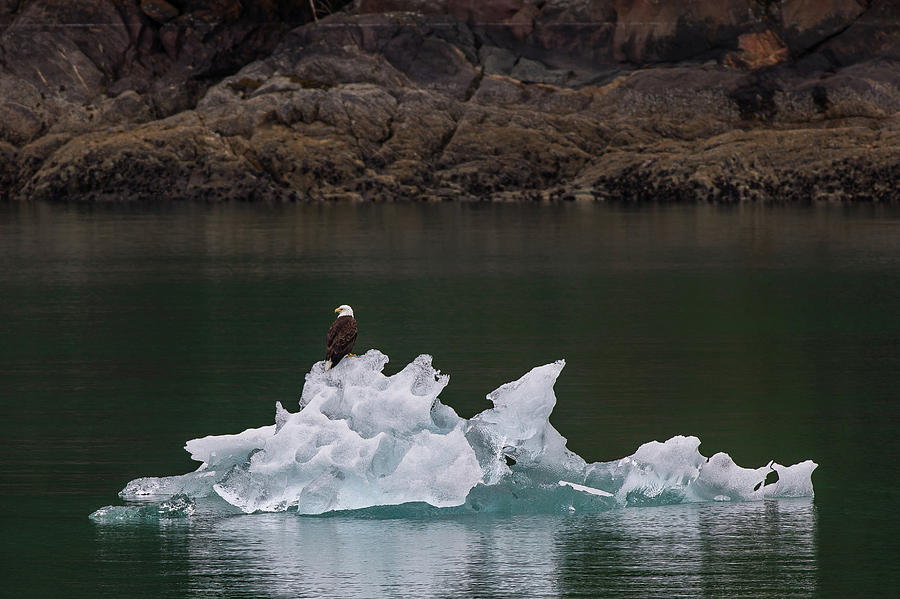 Iceberg Eagle Photograph by Ronnie Maum