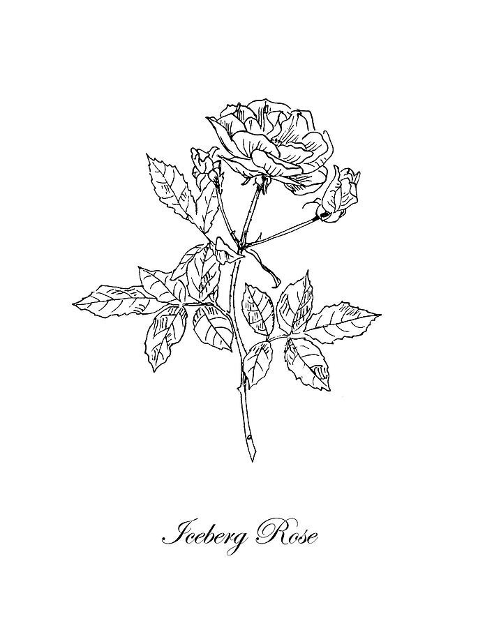 Iceberg Rose. Botanical Drawing