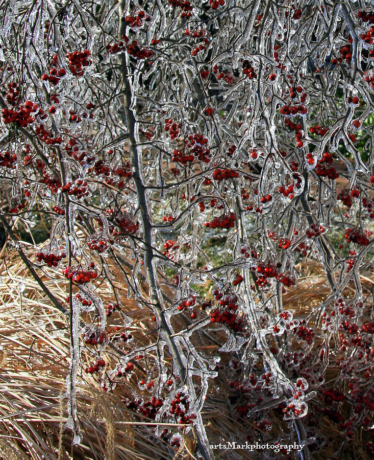 iceBerries Photograph by Mark Alesse