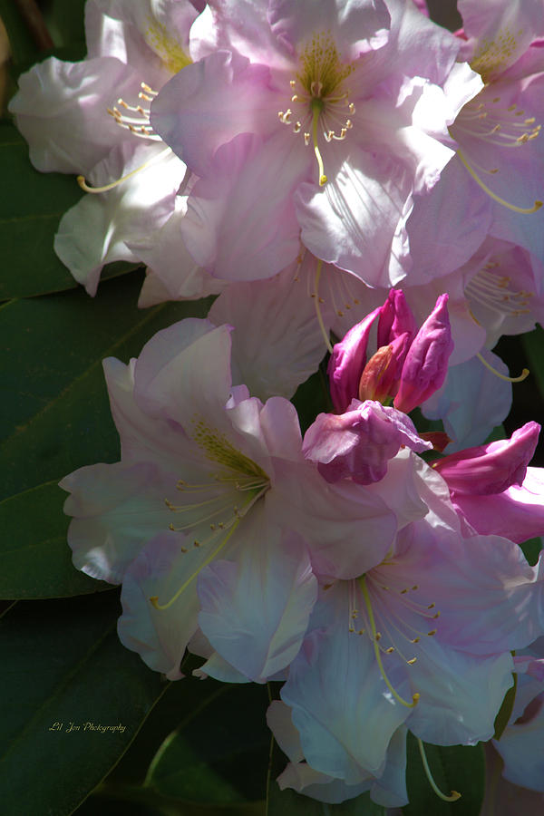 Flower Photograph - Icecream Rhododendrons by Jeanette C Landstrom