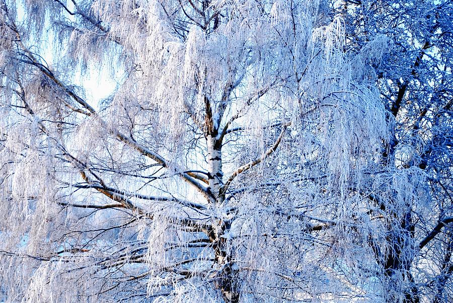 Iced Birch Photograph by TinaDeFortunata - Fine Art America