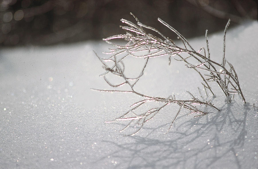 Iced Photograph by DArcy Evans