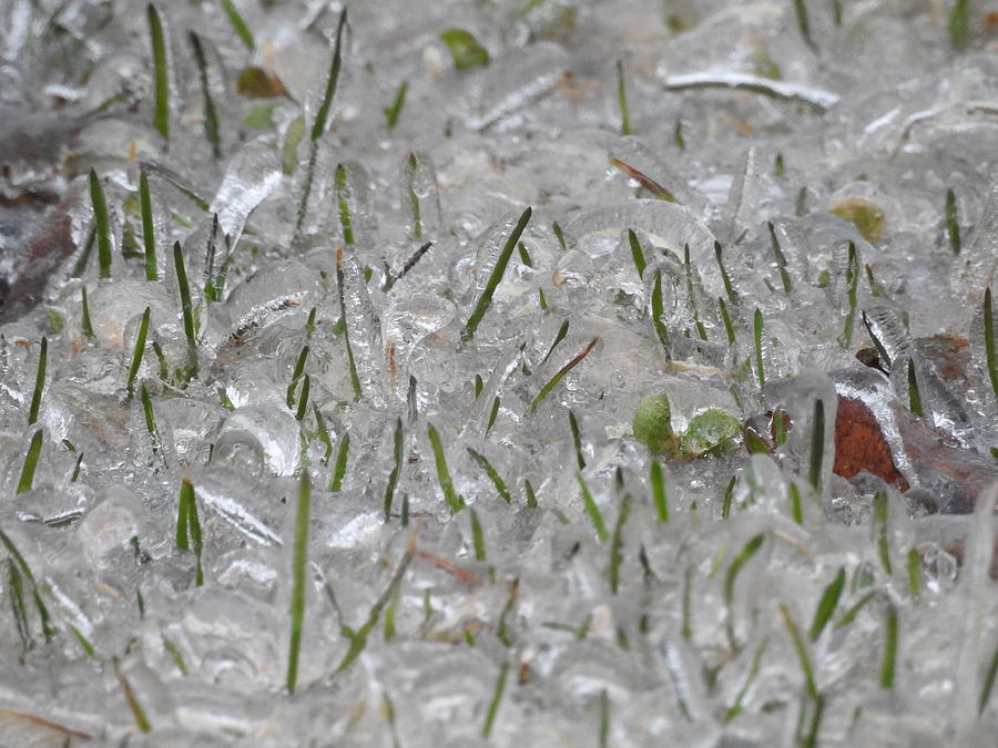 Iced Grass Photograph by Betty-Anne McDonald