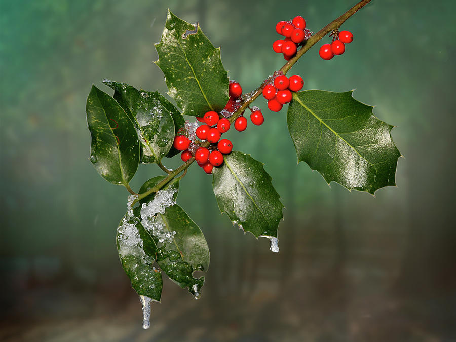 Iced Holly - 365 - 294 Photograph by Inge Riis McDonald