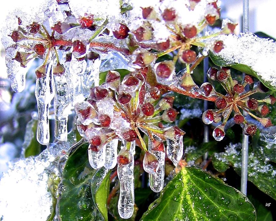 Iced Ivy Photograph by Will Borden