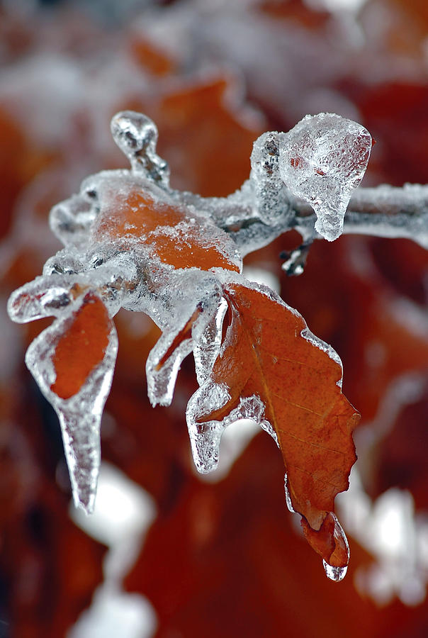 Iced Leaves-2 Photograph by Steve Somerville