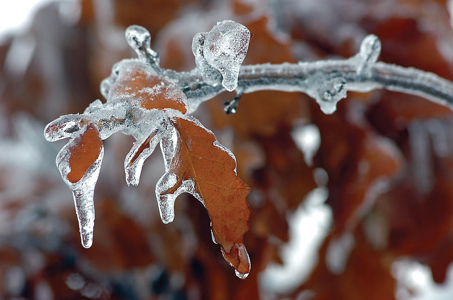 Iced Leaves Photograph by Steve Somerville