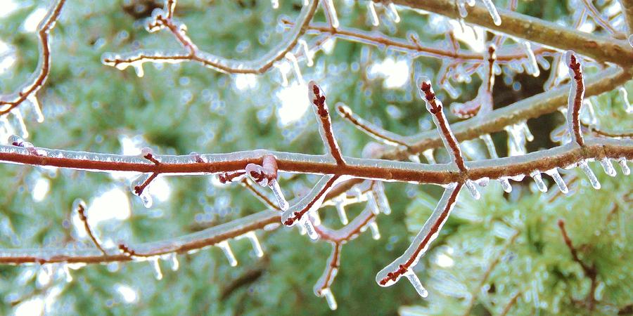 Tree Photograph - Iced Maple Branches by Lisa Gilliam