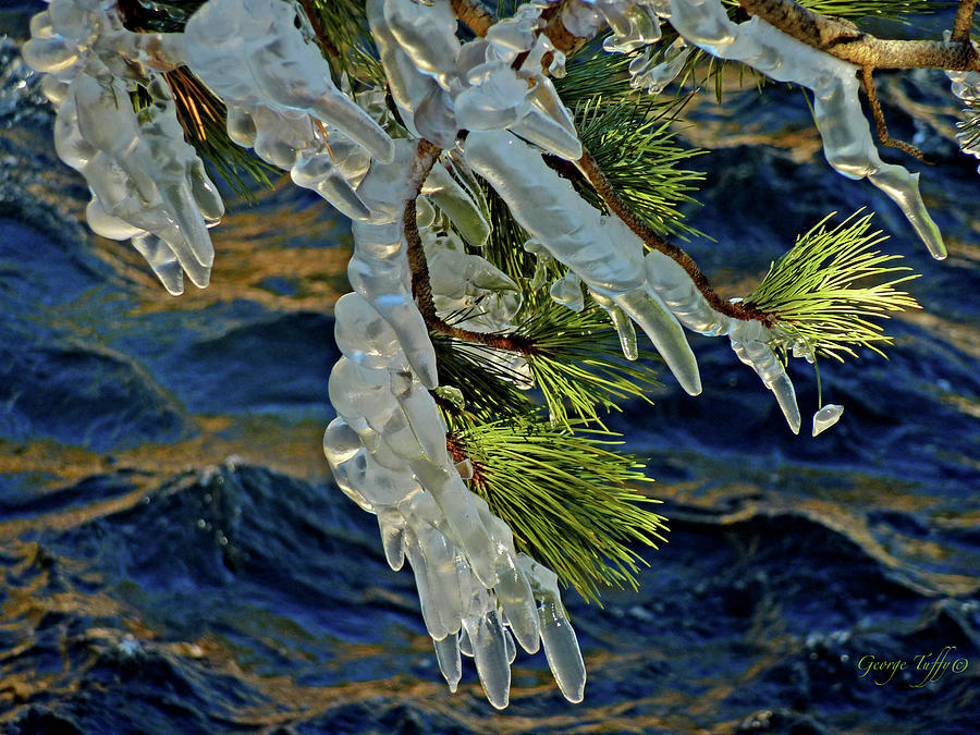Iced Pine Photograph by George Tuffy