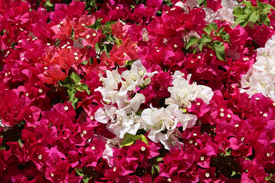Iced Raspberry and Snow White Bougainvillea Blossoms Photograph by Colleen Cornelius